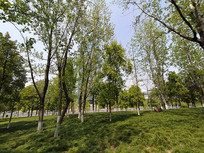 ֲ�﹫԰����