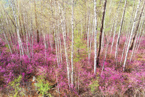 ���˰���ž�����