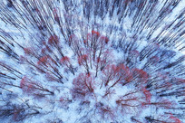 �����ֺ�ѩԭ�������