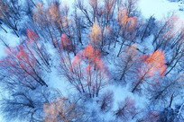 ����ѩԭ������ 