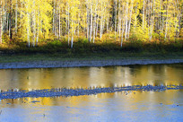 �ֺ�������ɫ