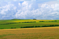 ��ɫũ������� 