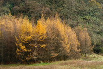 ��ɽ����ƺ��ɽɭ��