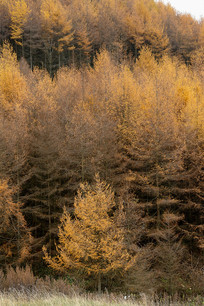 ��ɽ����ƺ����ʱ��