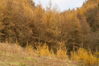 ��ɽ����ƺ�ֳ���Ƶ�������