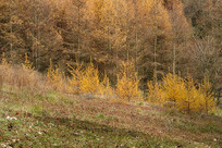 ��ɽ����ƺ�ֳ���ɫ�＾