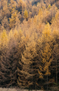 ��ɽ����ƺŨ�ܵ���Ҷ��