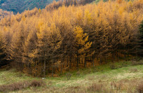 ��ɽ����ƺɭ�ֽ����ɫ