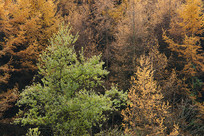 ��ɽ����ƺ��̬��ľ