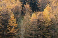 ��ɽ����ƺ��������