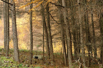 ��ɽ����ƺ���ɫ������