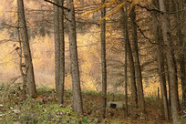 ��ɽ����ƺ��������