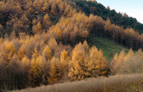 ��ɽ����ƺ�ֳ�����