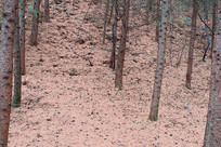 ��ɽ����ƺ�ֳ���������