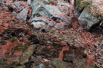 ��ɽ����ƺ���˹���Ȫ