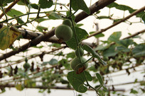 ��«��ܽ���