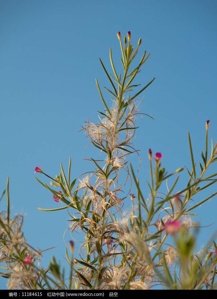 柳叶菜花图片大全图片