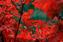 ��ɫ��Ҷ����