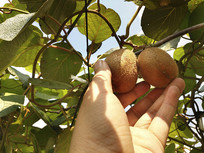 ����⨺���