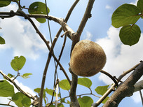 ��԰⨺���