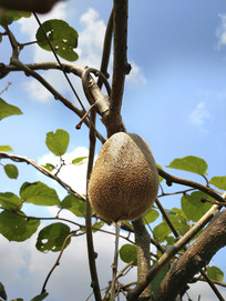 ����⨺���