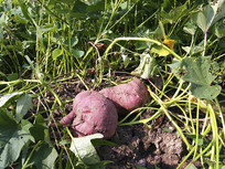 ���ʺ���