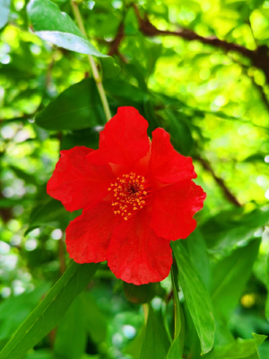 ��ɫ����