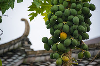 ����֦ͷ��ľ��