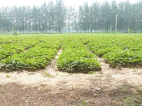 ĵ�������