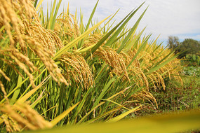 �ձ�����