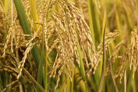 ��д����