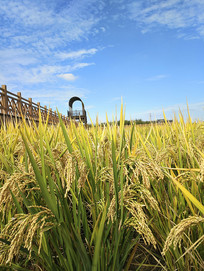 �������׺͹۾�̨