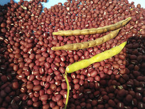 ��С����д