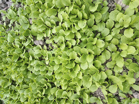 �ԼҲ�԰�����