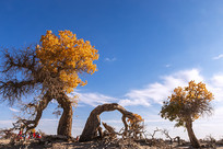 �����ֺ�����