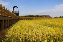 ����۹�����