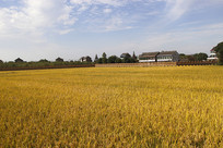 ����ɫ����