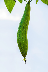 һõŵ˿