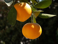 ����֦ͷ���������