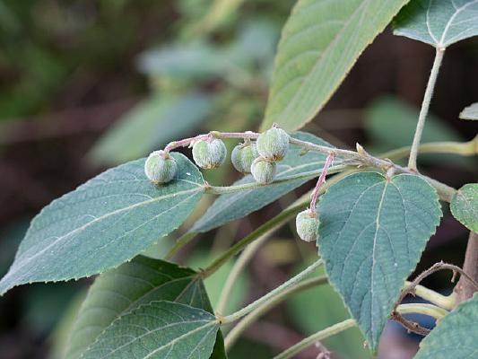 ��꪿�ֲ��يL��Ҷ