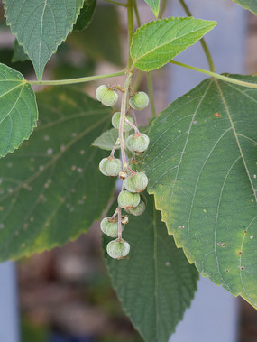 ��꪿�ֲ��يL��Ҷ�ɴ�������