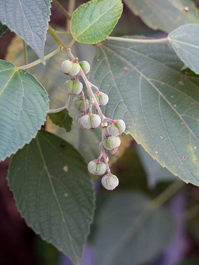 ��꪿�ֲ��يL��Ҷ����