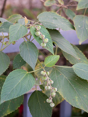 ��꪿�ֲ��يL��Ҷ��������