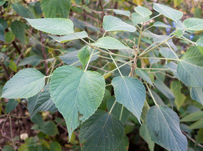 ��꪿�ֲ��يL��Ҷ֦Ҷ