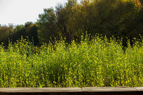 ·���Ͳ˻���