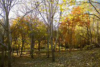 ����ķ�����