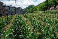 ������ɽ�촻��������������ֲ