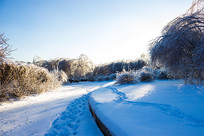 ����ѩ��