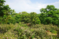 ��ľïʢɭ������