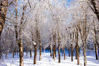 ѩ������